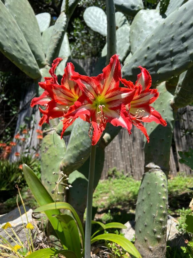 Villa Paolo Lemon Tree ปอร์โตเวเนเร ภายนอก รูปภาพ